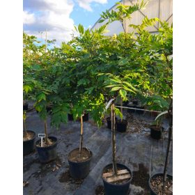 Wisteria sinensis - Lilaakác (törzses rózsaszín)