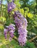 Wisteria sinensis - Lilaakác (törzses rózsaszín)