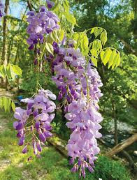 Wisteria sinensis - Lilaakác (törzses rózsaszín)