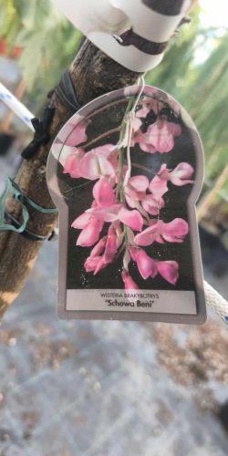 Wisteria sinensis - Lilaakác (törzses rózsaszín)