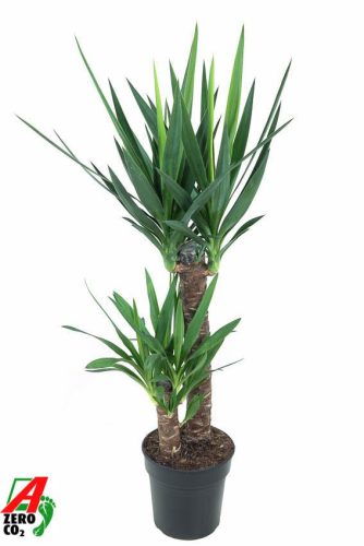 Yucca 60-30 - Jukka pálma