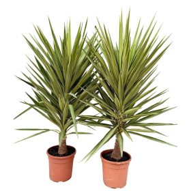 Yucca jewel - Pálmaliliom