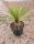 Yucca rostrata – Csőröstokú pálmaliliom