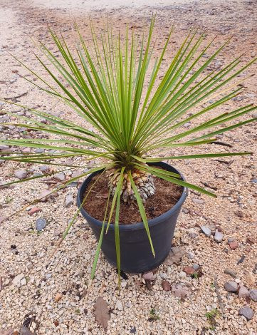 Yucca rostrata – Csőröstokú pálmaliliom