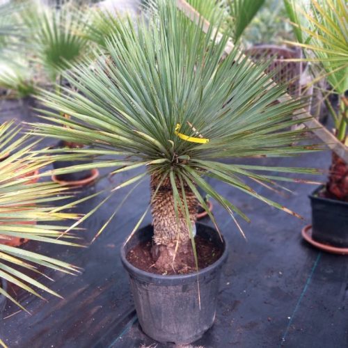 Yucca rostrata – Csőröstokú pálmaliliom (törzses)