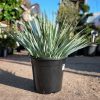 Yucca rostrata – Csőröstokú pálmaliliom