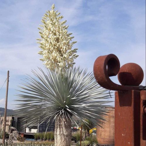 Yucca rostrata – Csőröstokú pálmaliliom