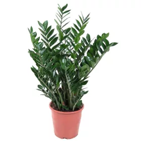 Zamioculcas zamiifolia –  agglegénypálma