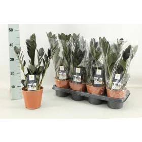   Zamioculcas zamiifolia 'Raven' –  agglegénypálma