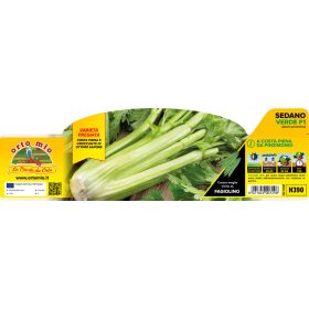 Apium graveolens var. dulce - Zellerzöld 6-os pakk
