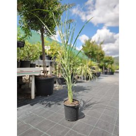 Miscanthus sinensis 'Zebrinus' - Zebrafű