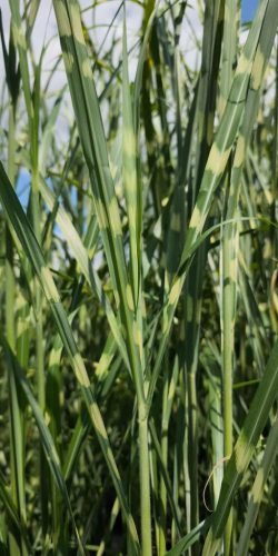 Miscanthus sinensis 'Zebrinus' - Zebrafű