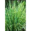 Miscanthus sinensis 'Zebrinus' - Zebrafű