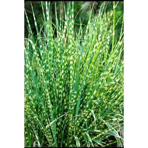 Miscanthus sinensis 'Zebrinus' - Zebrafű