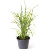 Miscanthus sinensis 'Zebrinus' - Zebrafű