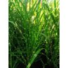 Miscanthus sinensis 'Zebrinus' - Zebrafű