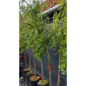 Ziziphus jujuba 'Alberetto' - Kínai datolya