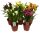 Zantedeschia mix - Kála