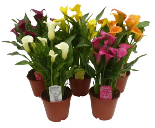 Zantedeschia mix - Kála
