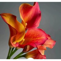 Virágzó szobanövények