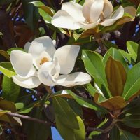 Örökzöld díszcserjék