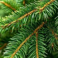 Tűlevelű örökzöld cserjék