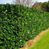 Örökzöld sövénynövények