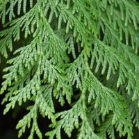 Pikkelylevelű örökzöldek