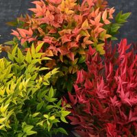 Levéldísz cserjék