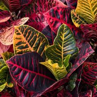 Kislevelű levéldísznövények