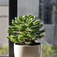 Pozsgások és kaktuszok