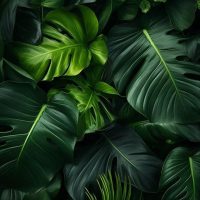 Nagylevelű levéldísznövények