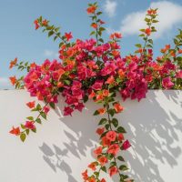 Egyéb mediterrán növények