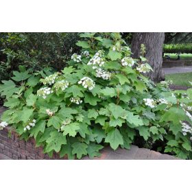 Hydrangea Quercifolia - Tölgylevelű Hortenzia