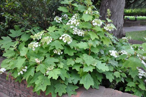 Hydrangea Quercifolia - Tölgylevelű Hortenzia 