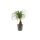 Nolina recurvata Beaucarnea 'Recht' - Elefántláb