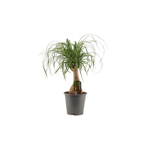Nolina recurvata Beaucarnea 'Recht' - Elefántláb