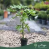 Carica papaya - Papaja, 60-70 cm, 3 literes cserépben
