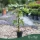 Carica papaya - Papaja, 60-70 cm, 3 literes cserépben
