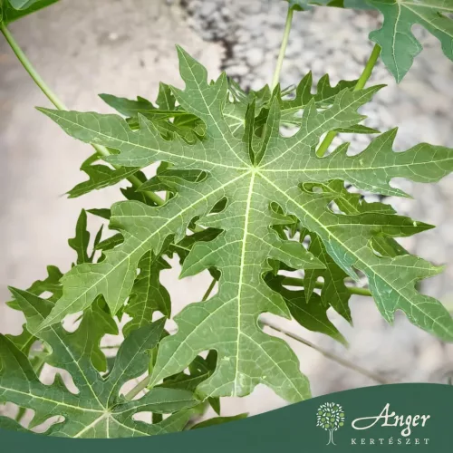 Carica papaya - Papaja, 60-70 cm, 3 literes cserépben