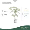 Carica papaya - Papaja, 60-70 cm, 3 literes cserépben