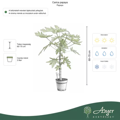 Carica papaya - Papaja, 60-70 cm, 3 literes cserépben
