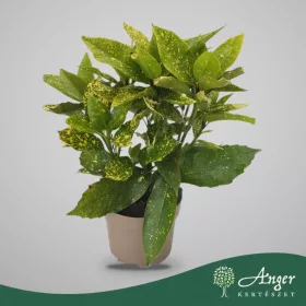   Aucuba japonica 'Crotonifolia' - Japán babérsom 45 cm, 2 literes cserépben