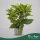 Aucuba japonica 'Crotonifolia' - Japán babérsom 45 cm, 2 literes cserépben