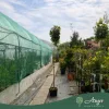 Acer platanoides 'Globosum' - Gömb korai juhar, 290-300 cm, 24 literes cserépben