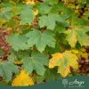 Acer platanoides 'Globosum' - Gömb korai juhar, 290-300 cm, 24 literes cserépben