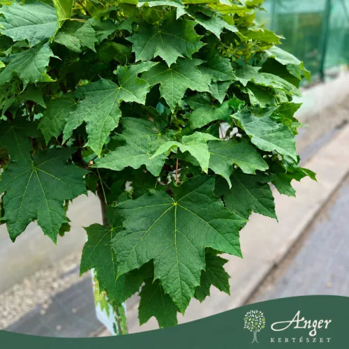 Acer platanoides 'Globosum' - Gömb korai juhar, 290-300 cm, 24 literes cserépben