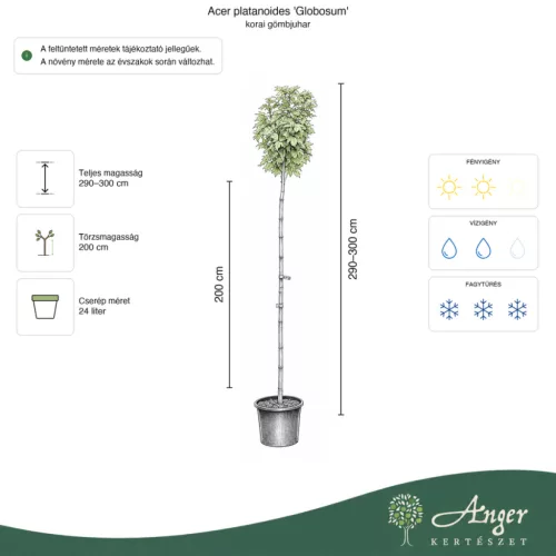 Acer platanoides 'Globosum' - Gömb korai juhar, 290-300 cm, 24 literes cserépben