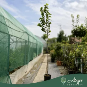   Tilia americana 'Nova' - Amerikai hárs 400 cm, 36 cm -es cserépben