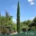Cupressus sempervirens 'Pyramidalis' - Oszlopos ciprus 200 - 250 cm, 40 literes cserépben
